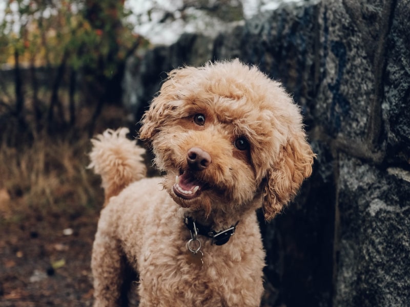 A small dog looks at the camera with their head tilted