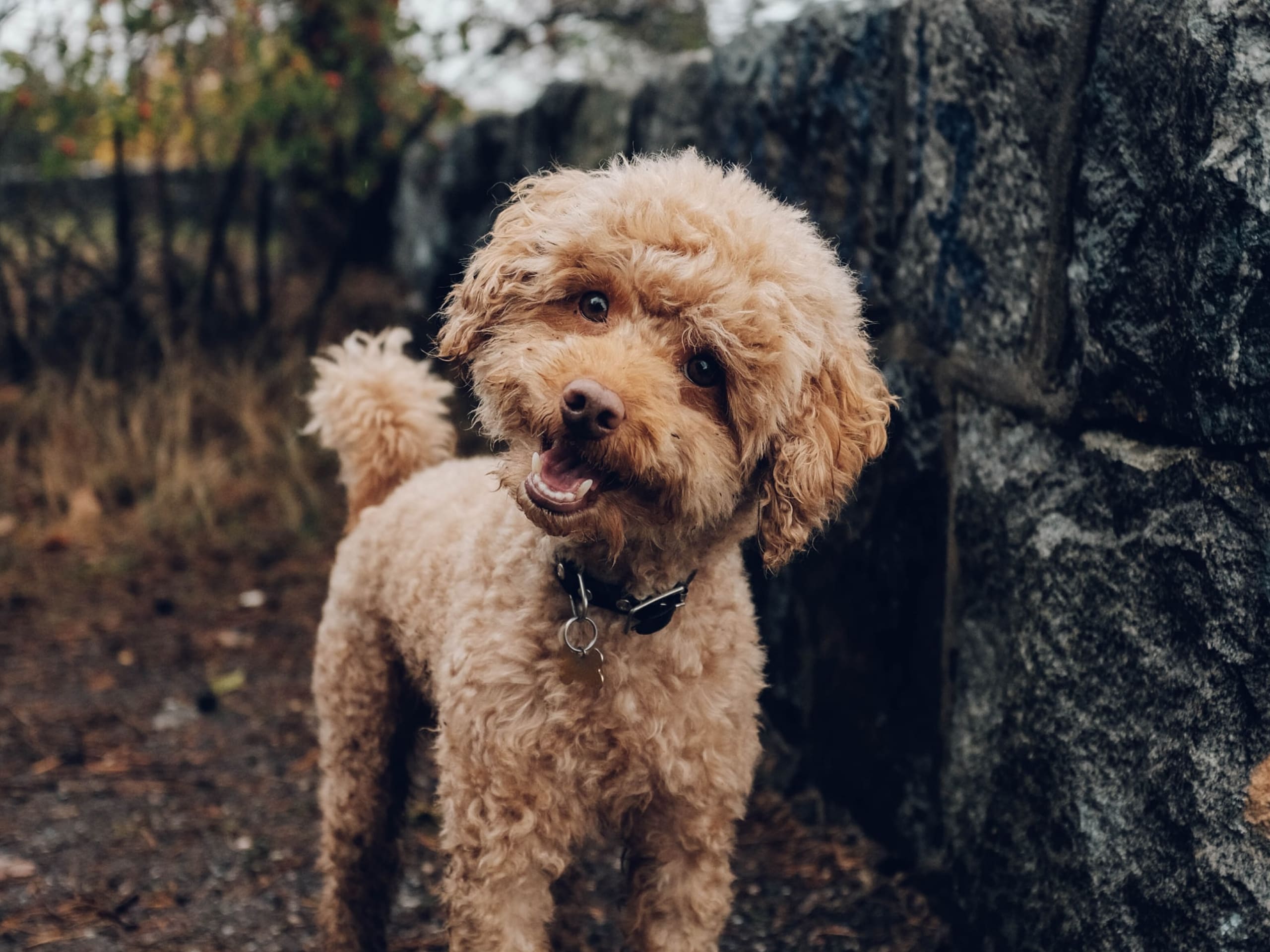 A small dog looks at the camera with their head tilted