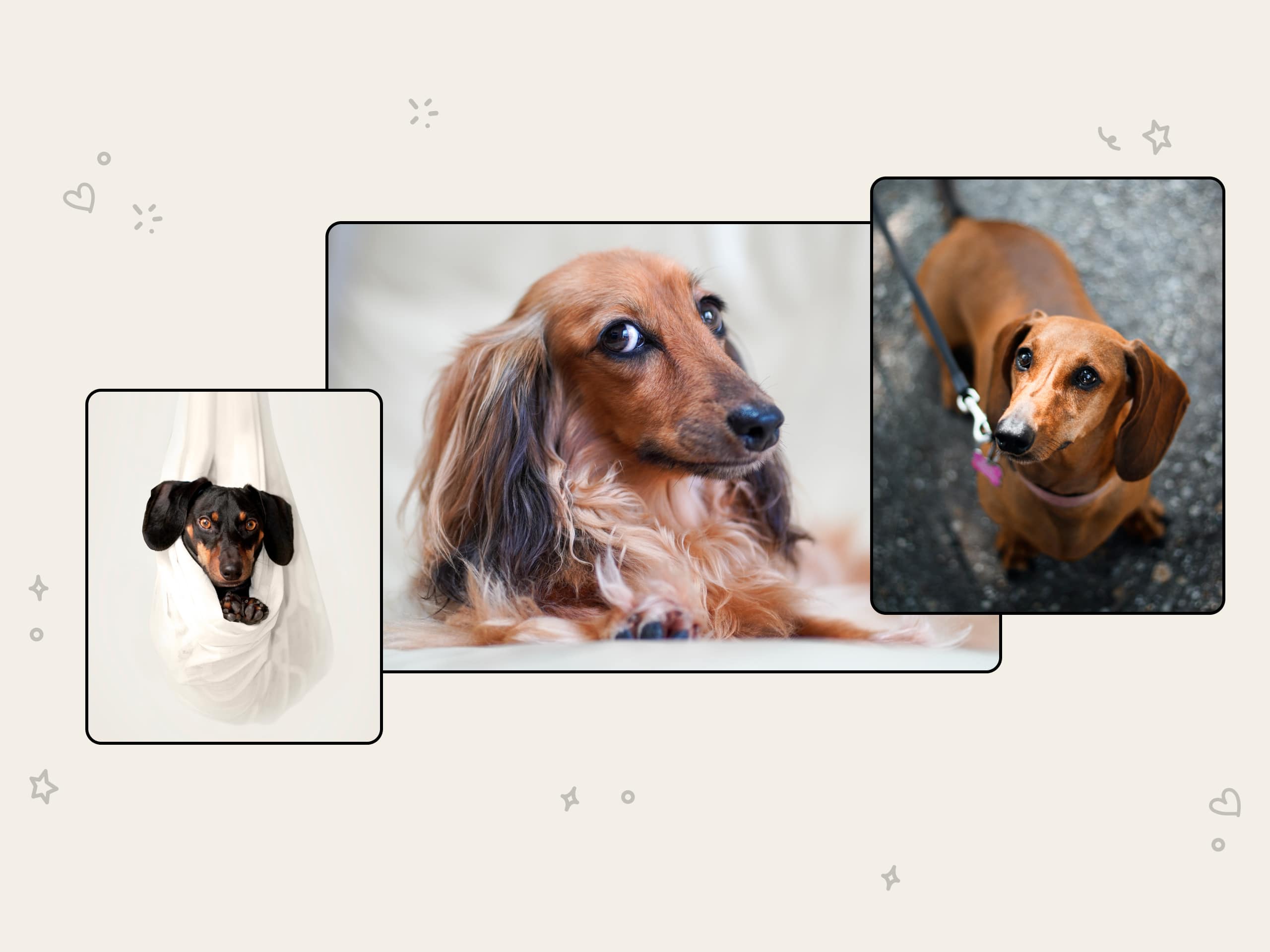 Three photos of dachshund dogs