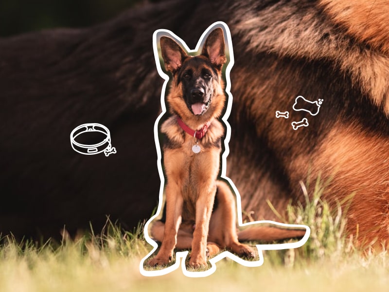 A photo of a German Shepherd sitting