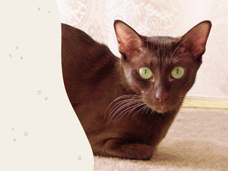 A Havana Brown cat looking into the camera