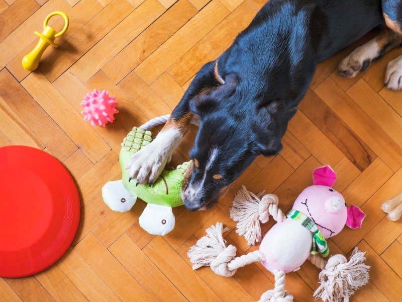 Photo of a black, white and brown dog playing with toys on the floor
