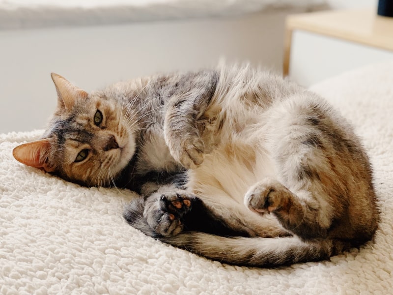 Photo of a multi-colored cat laying on his side.