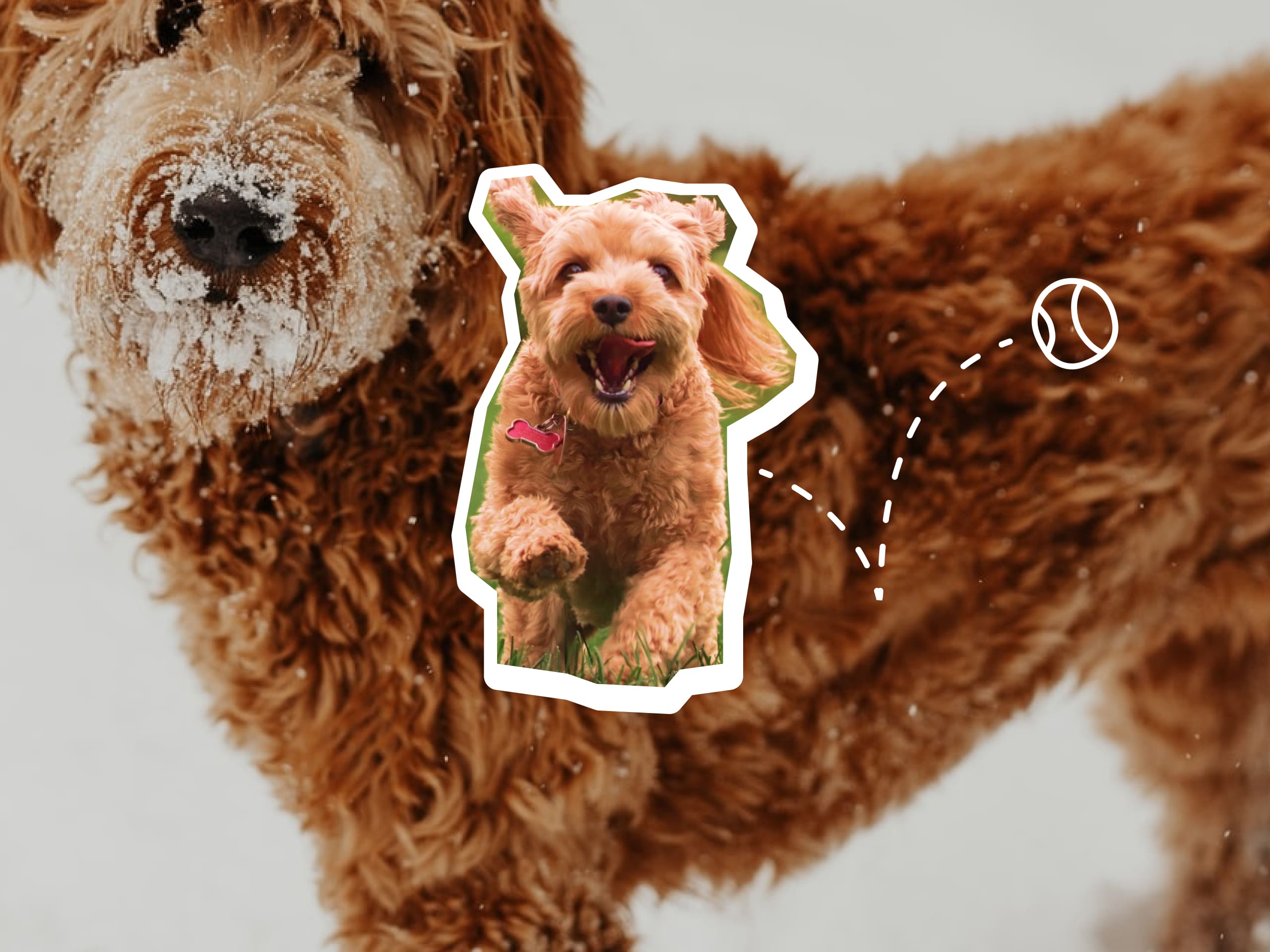 Image of a goldendoodle playing in the snow while a second goldendoodle runs toward the camera