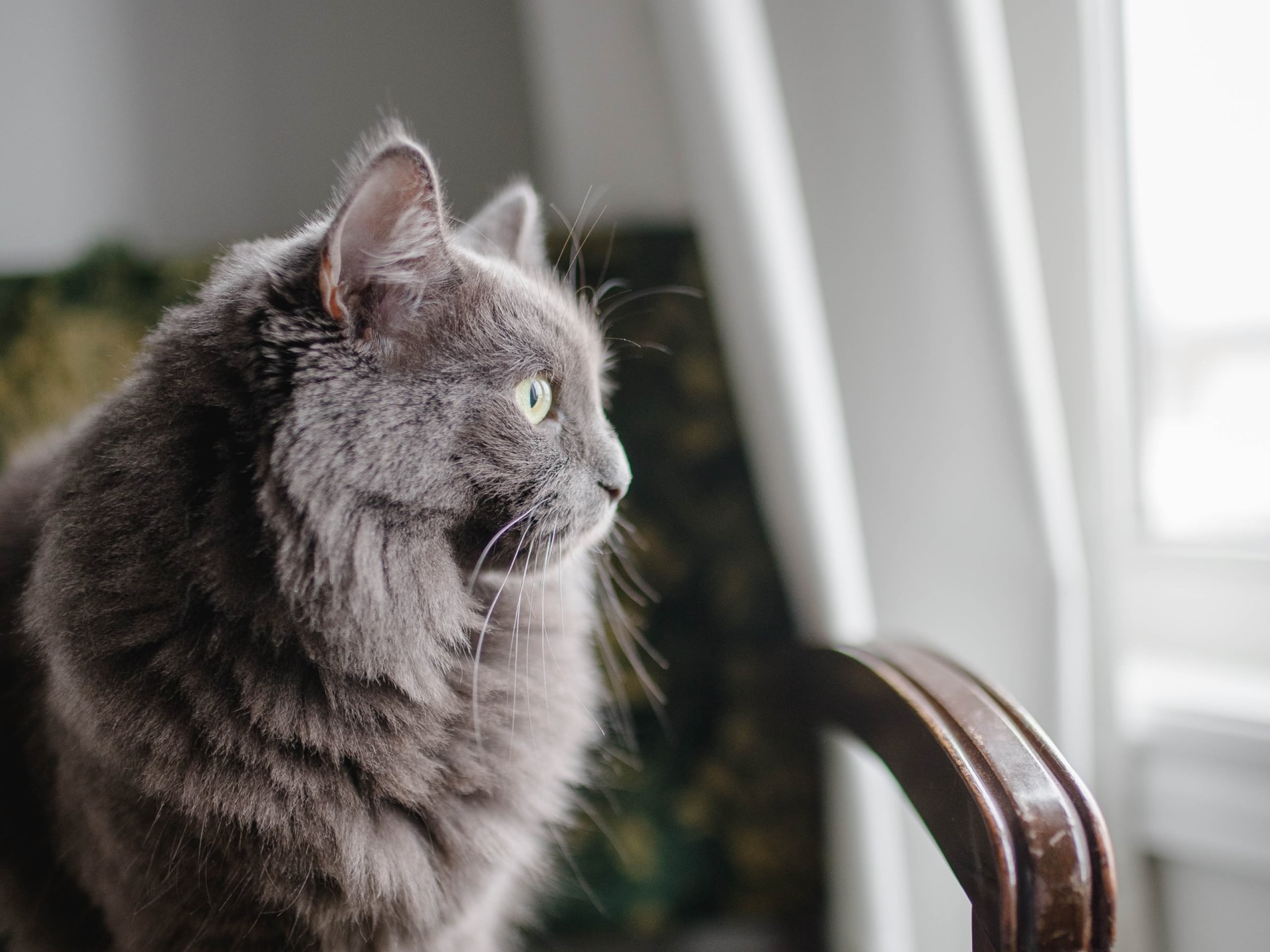 Photo of a long-haired gray cat looking out the window.