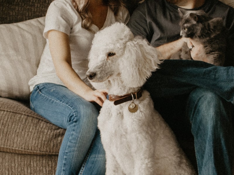 A photo of a white colored poodle who is sitting in front of two people
