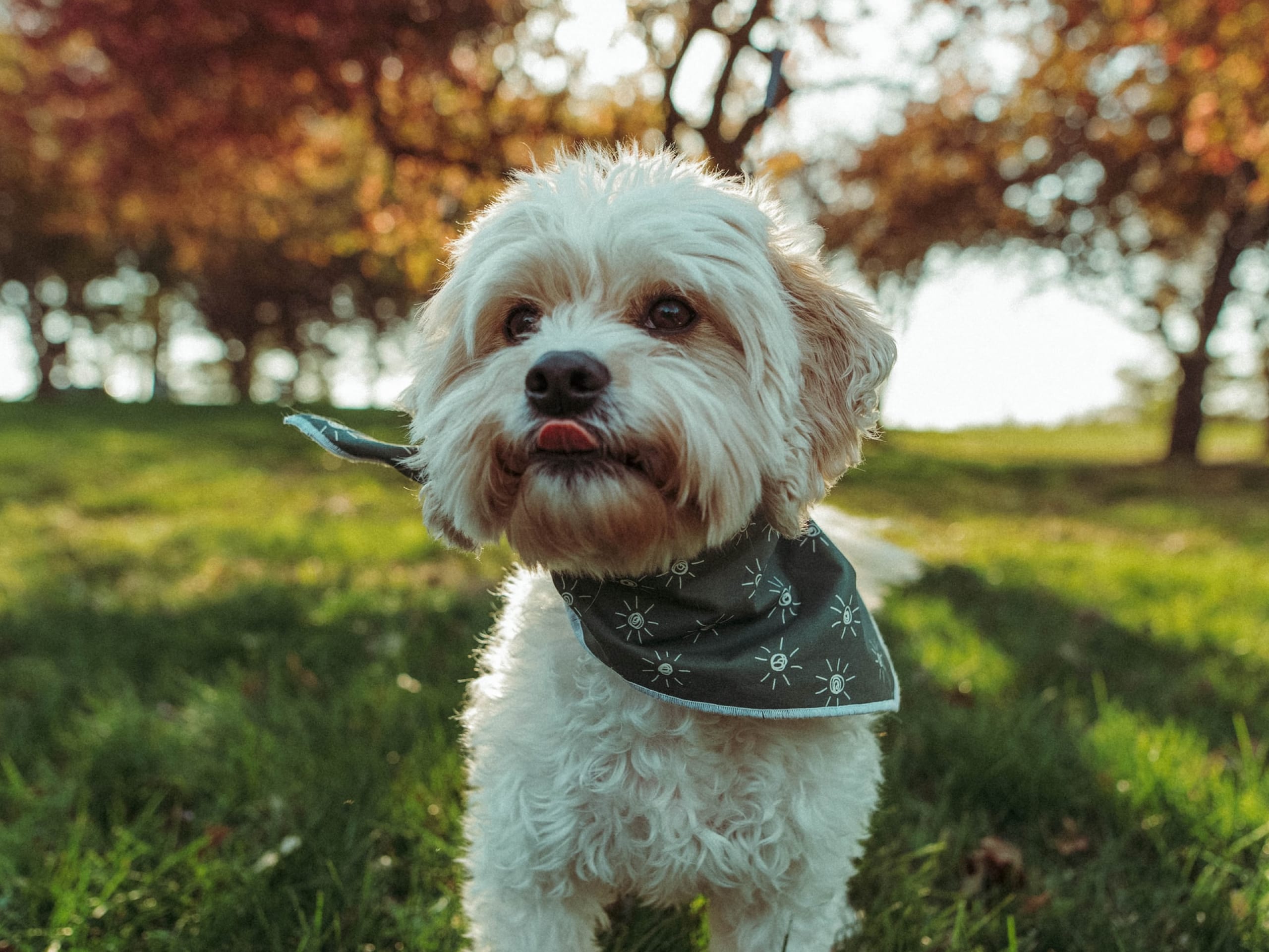 A photo of a small white dog licking his lips