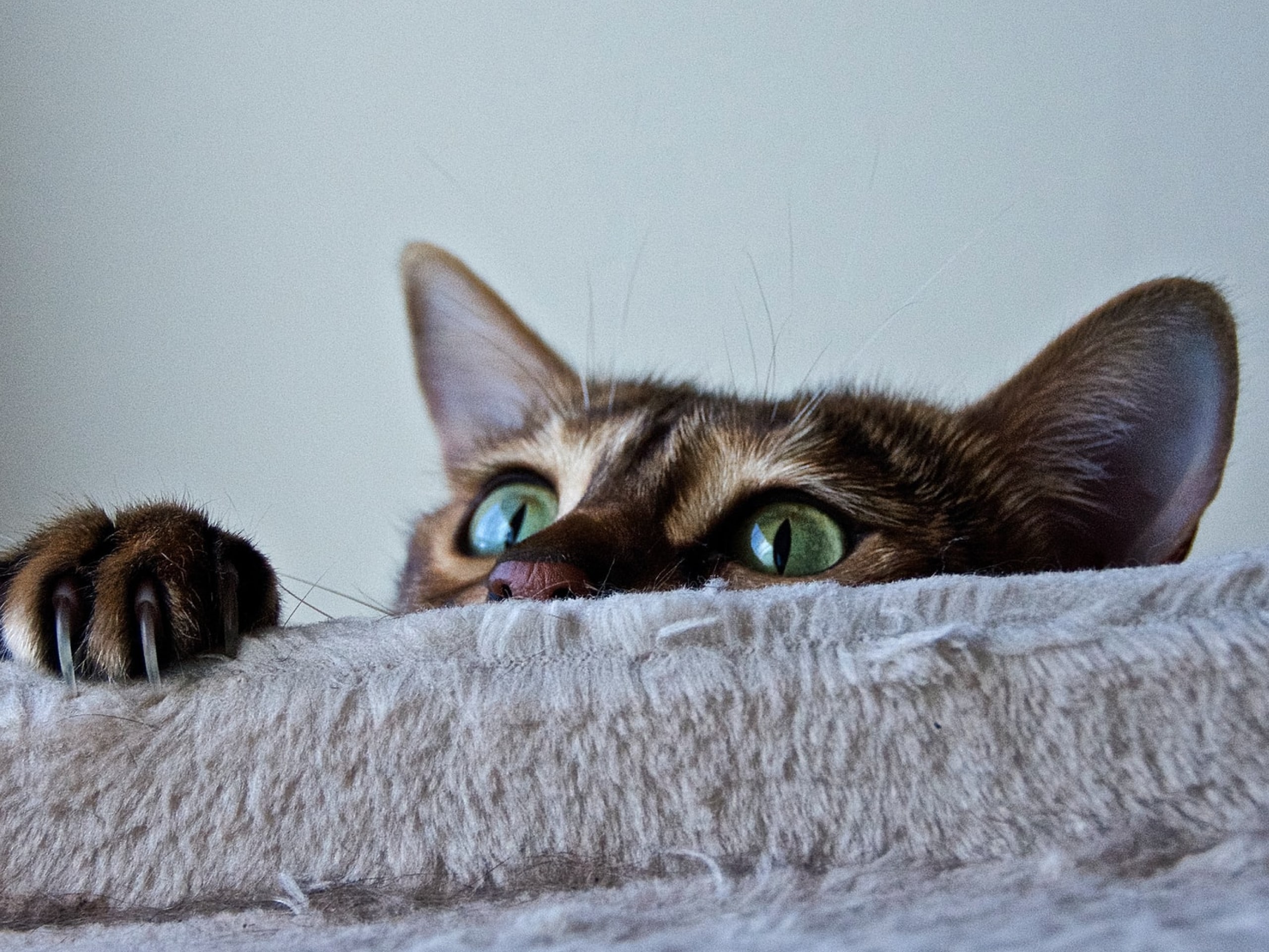 A photo of a cat with green eyes who is laying on a gray colored bed