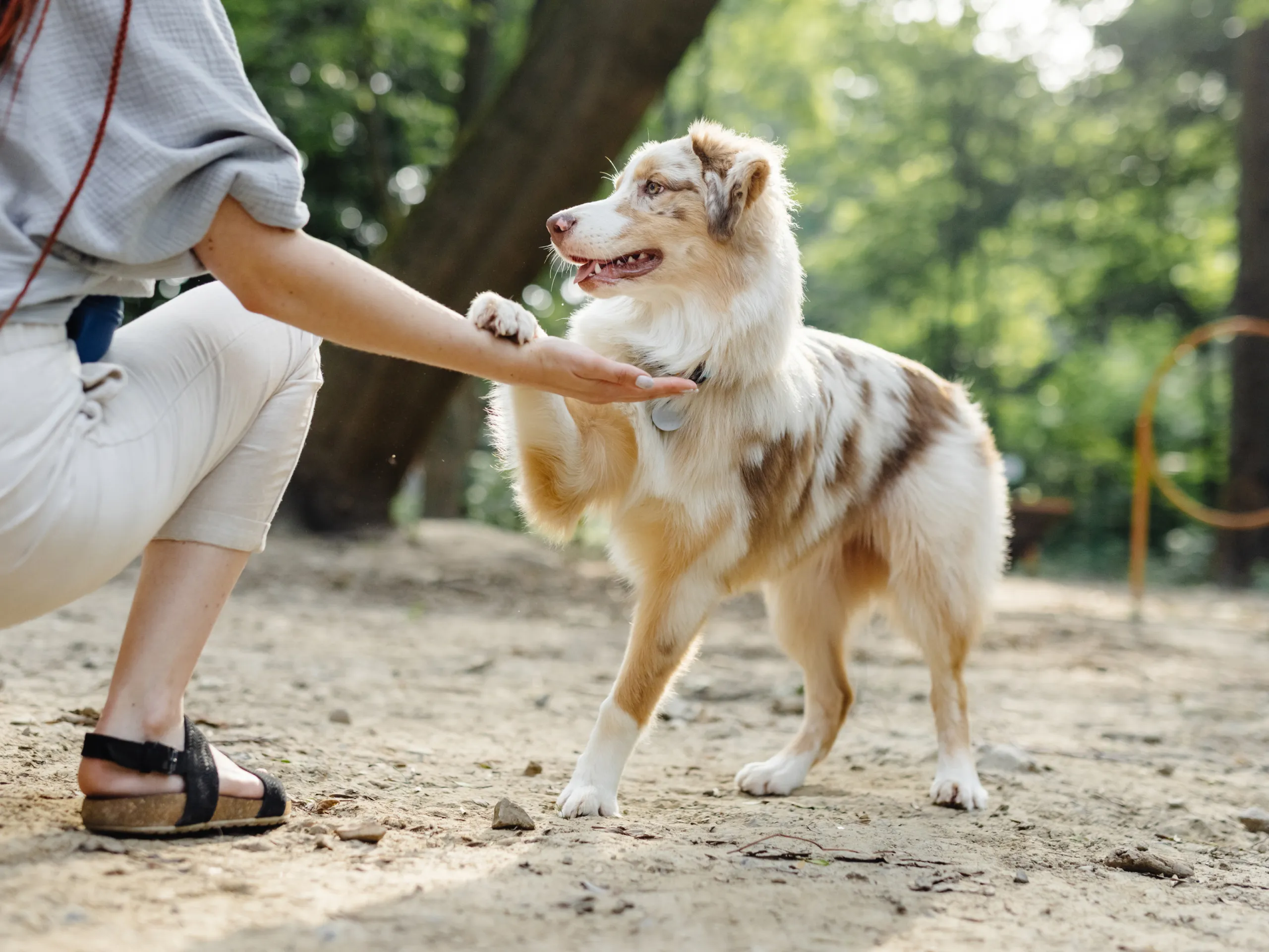 Dog obeying a command during a training session in the park