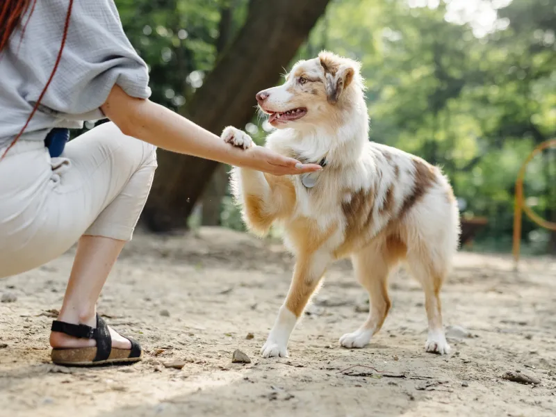 Dog obeying a command during a training session in the park