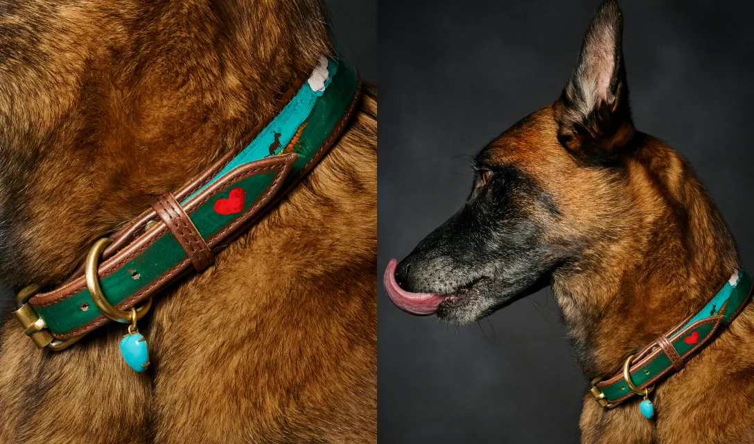 Image of a hand-painted leather collar by Irene Neuwirth worn on rescue pet, Finn.