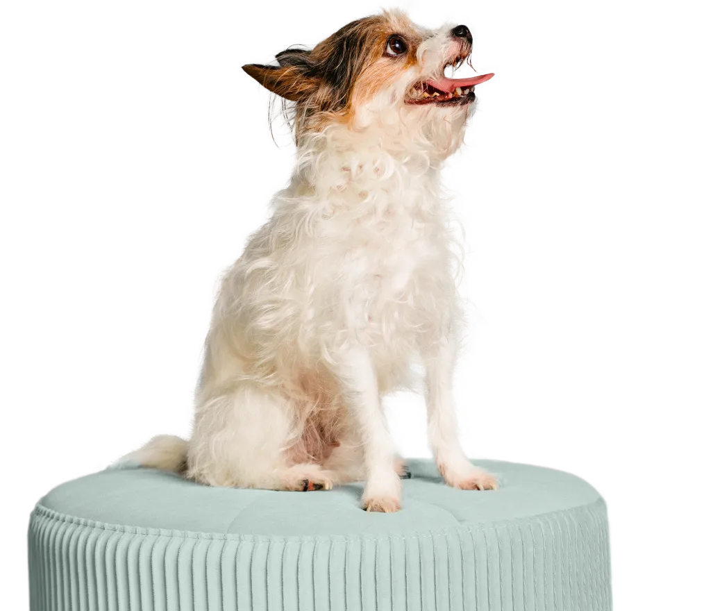 A small white dog with brown markings sits on a light mint-green ottoman, looking upward with its mouth open
