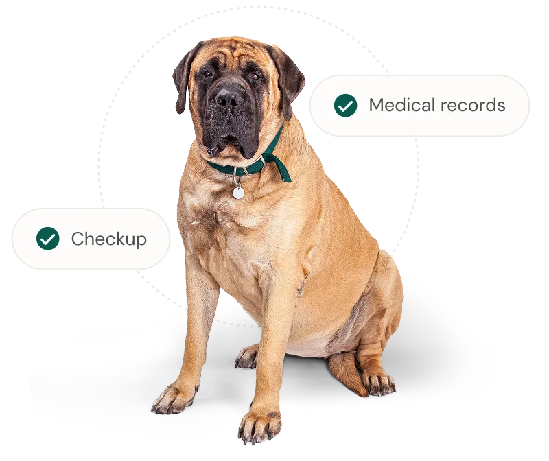 Checkup & Medical records.