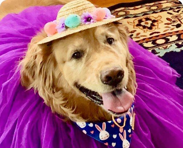 Fetch Pet Insurance Member Daisy
