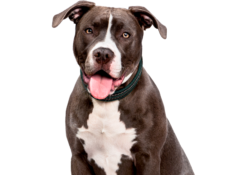 American Pit Bull Terrier