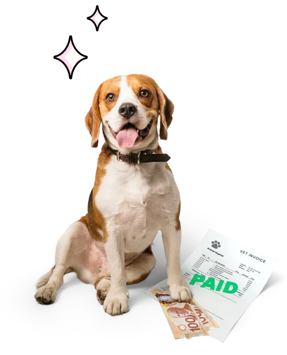 A dog sitting on top of a paid invoice and the money they were paid back.