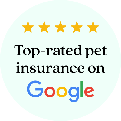 Top-rated pet insurance on Google.