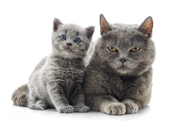 A kitten next to an older cat.