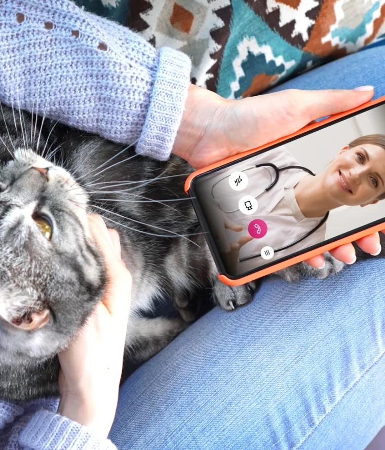 A person holding their cat and video calling with a vet.