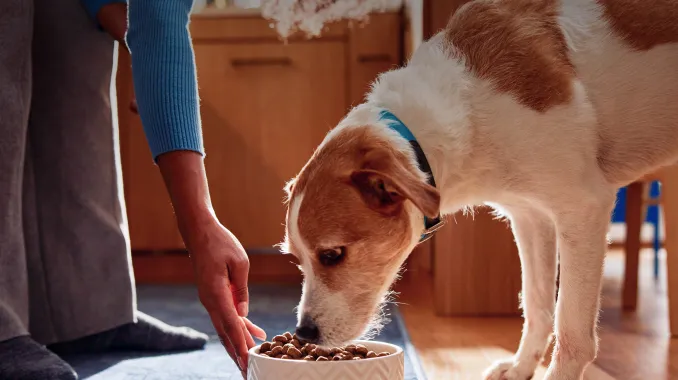 A person putting their dogs food down for them.