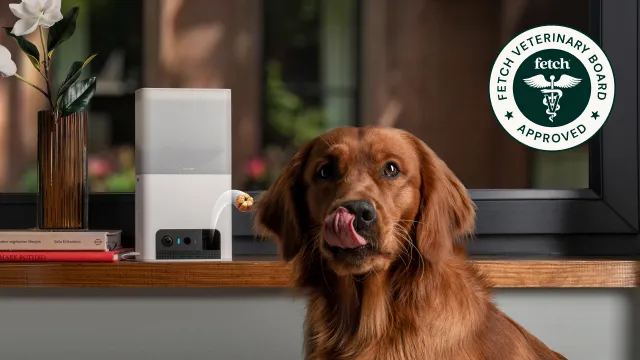 Fetch Veterinary Board Approved