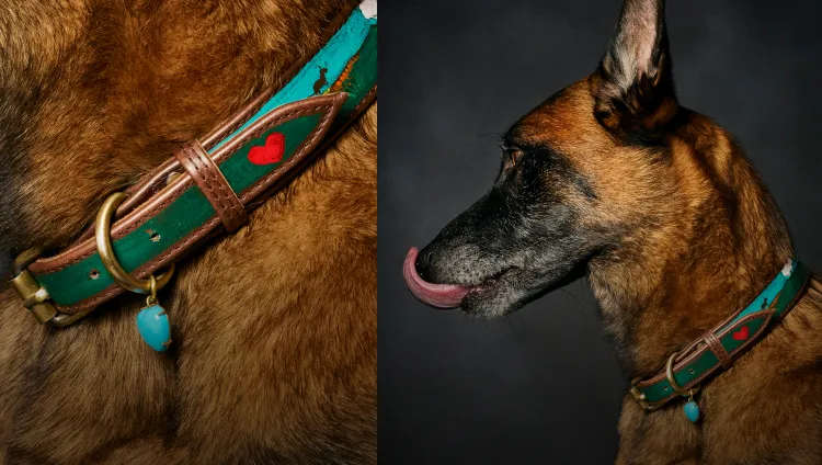 A dog with a custom Collars For Cause collar on.