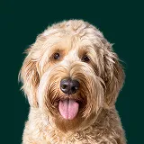 Golden Doodle