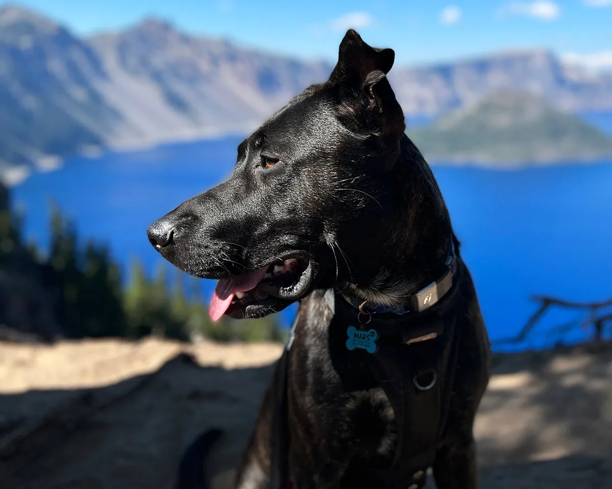 Mars the dog outside in the mountains.