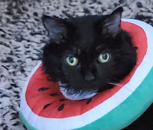 Fetch Pet Member Sparkle