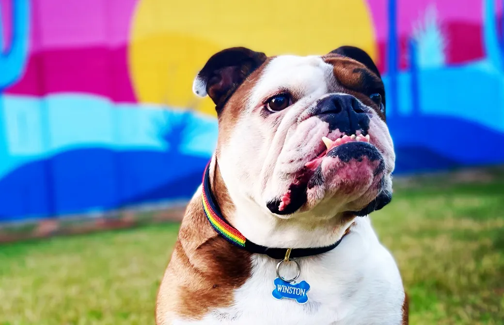 Winston English Bulldog
