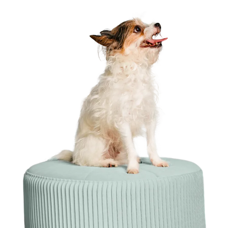 A small white dog with brown markings sits on a light mint-green ottoman, looking upward with its mouth open
