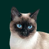 Siamese