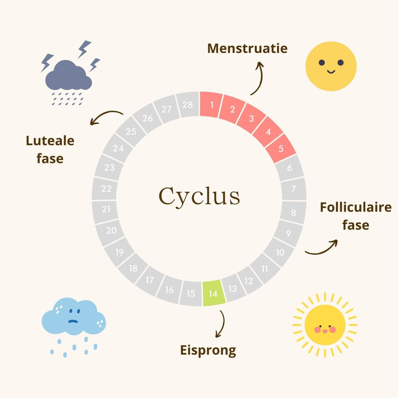 Fasen van de menstruatiecyclus