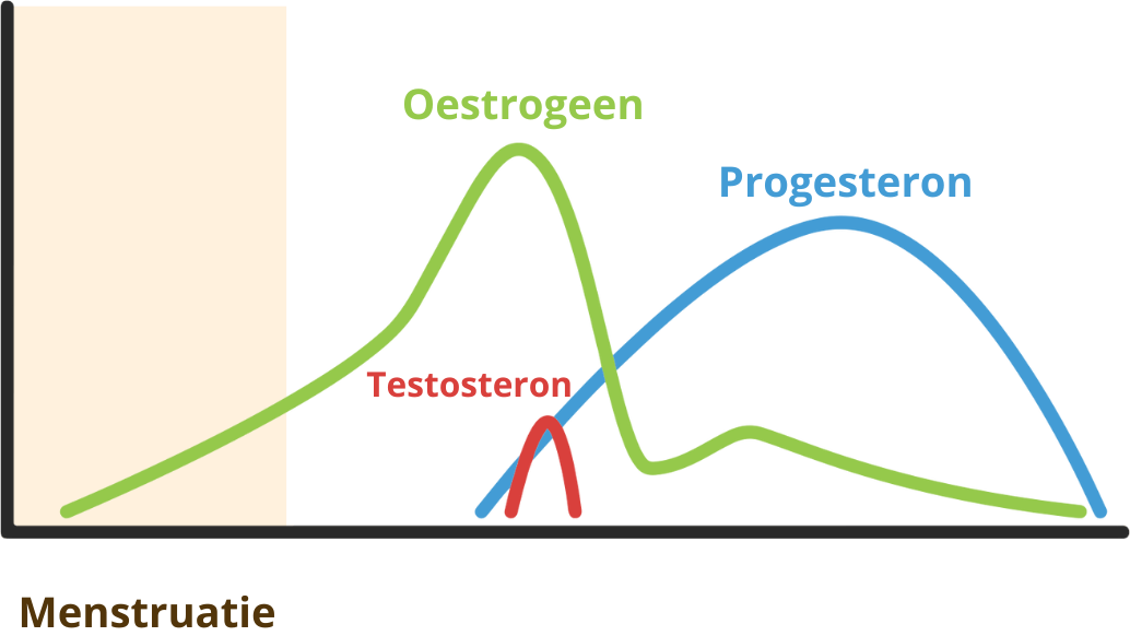 Menstruatiefase aangeduid en hormoonschommelingen doorheen de menstruatiecyclus