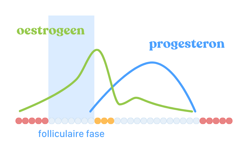 Folliculaire fase in de menstruatiecyclus illustratie hormoonschommelingen