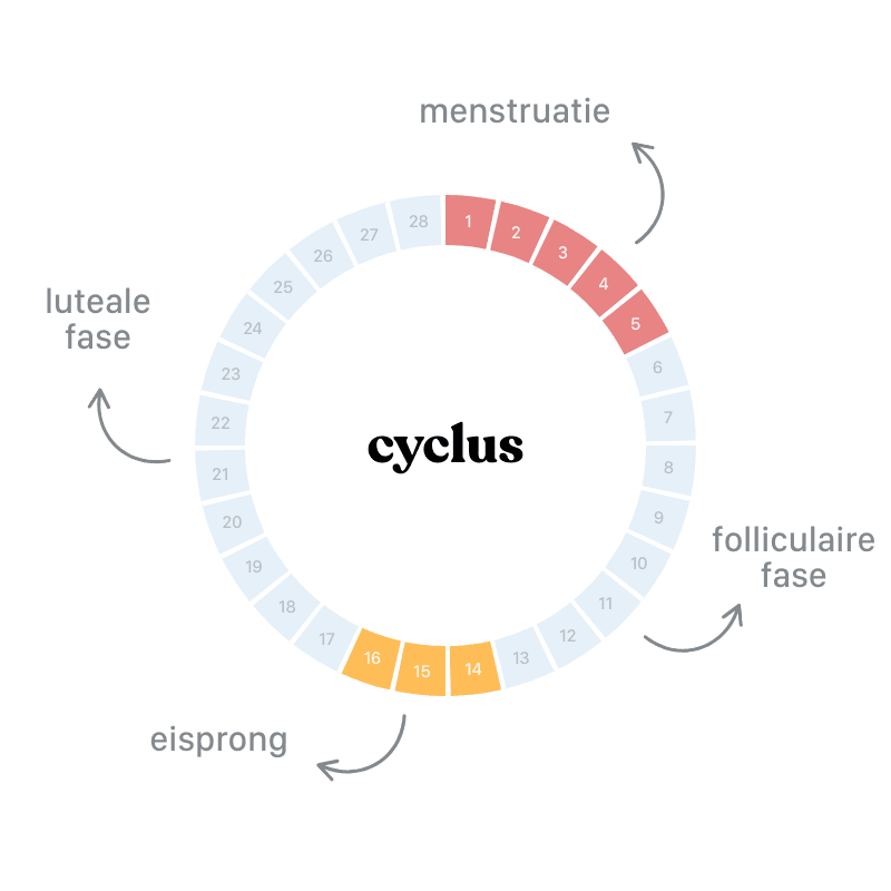 Illustratie menstruatiecyclus 4 fasen menstruatie folliculaire fase ovulatie eisprong luteale fase