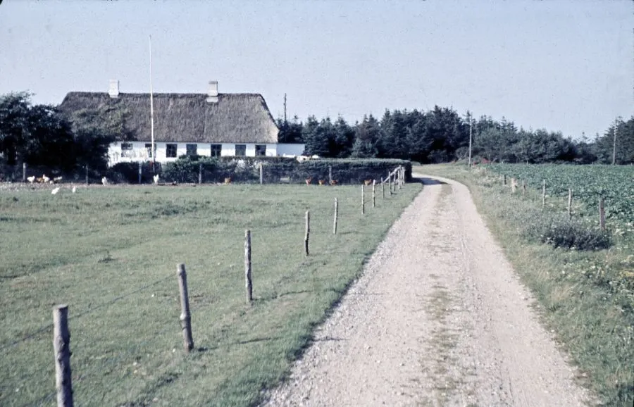 A gravel road with fences on both sides leads to a white farmhouse with a thatched roof, surrounded by fields and trees.