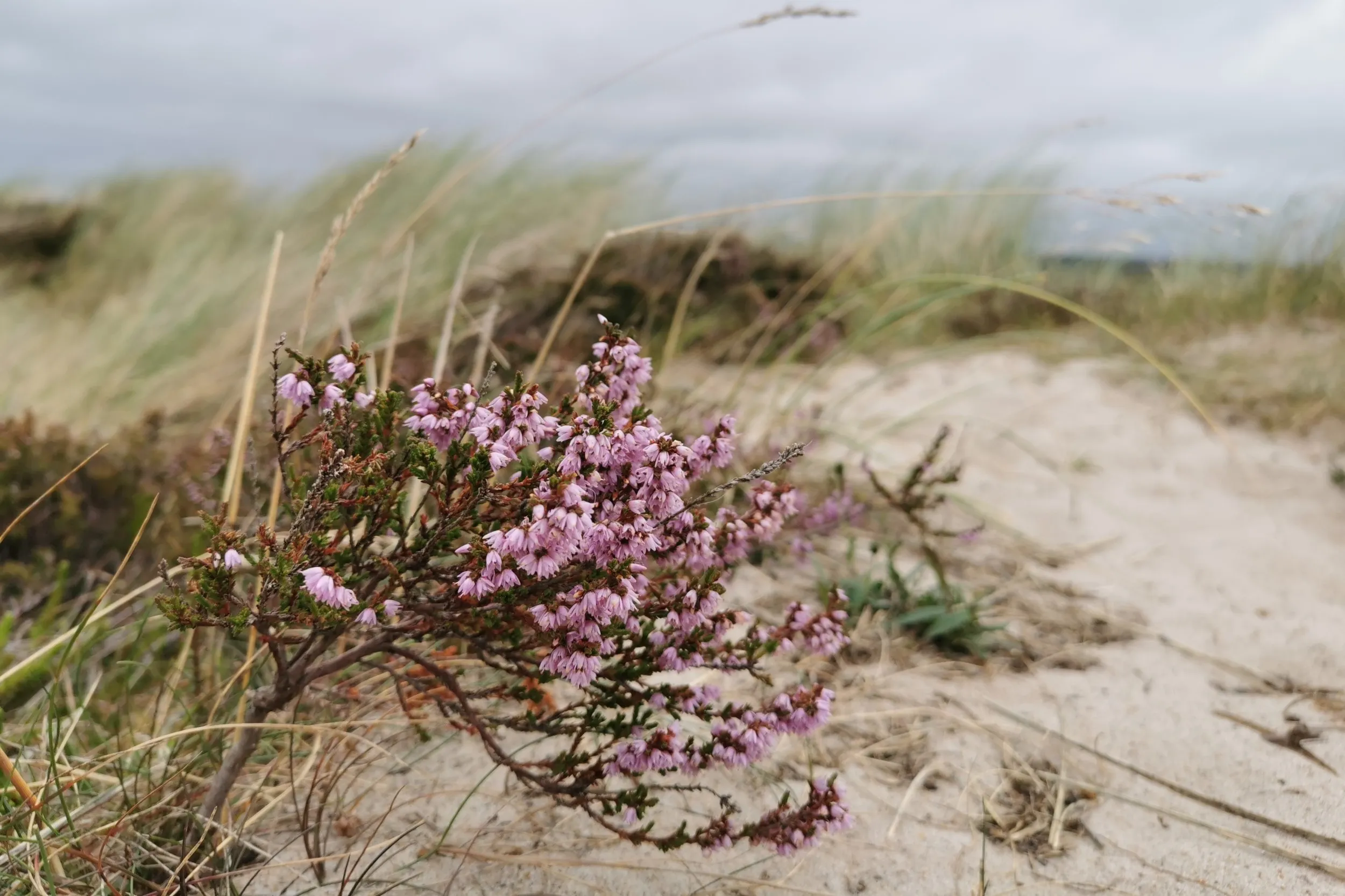 heather star camping