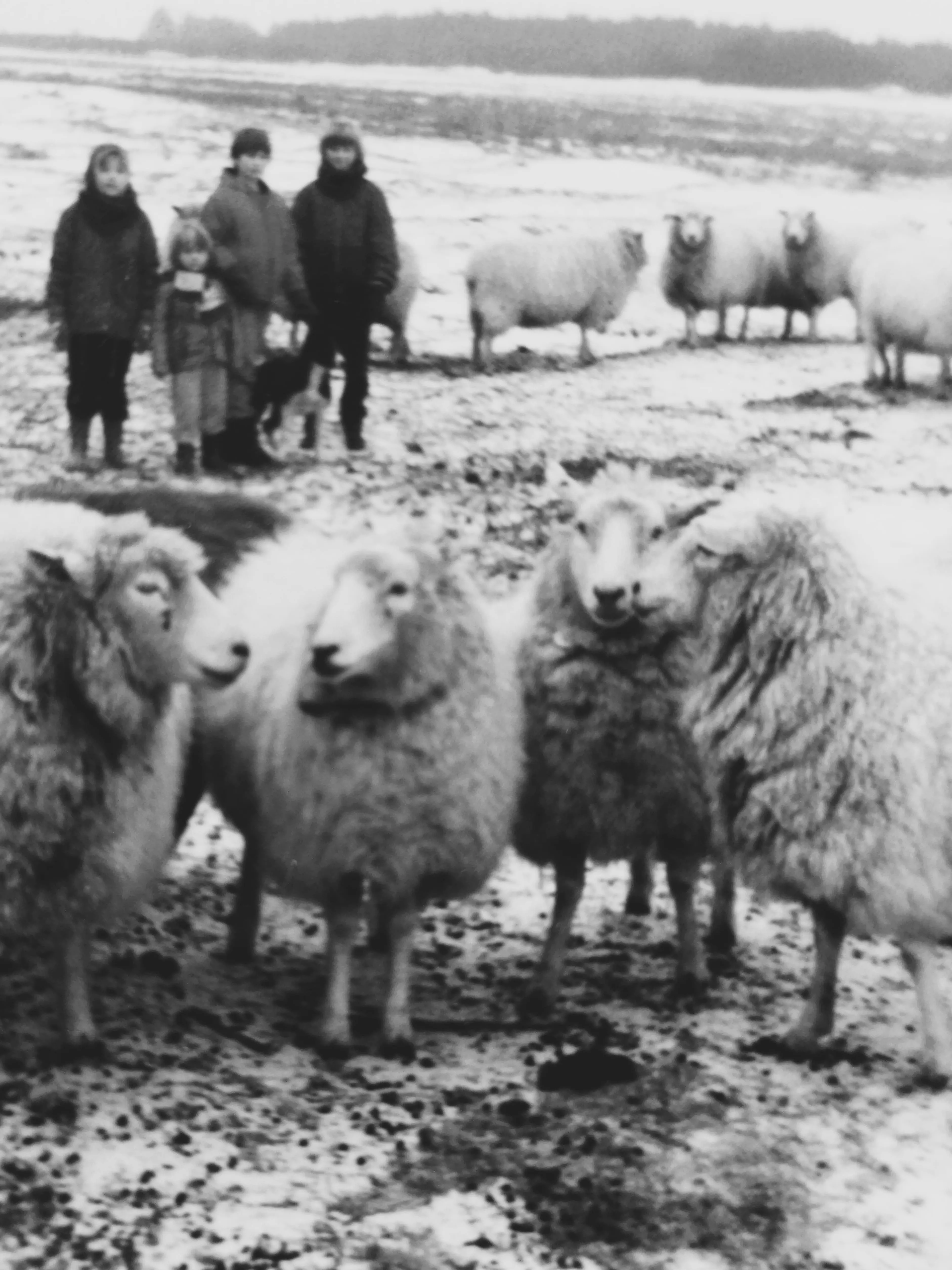 Vier Schafe stehen auf einem schlammigen, schneebedeckten Feld, während vier Kinder und ein Hund im Hintergrund stehen.