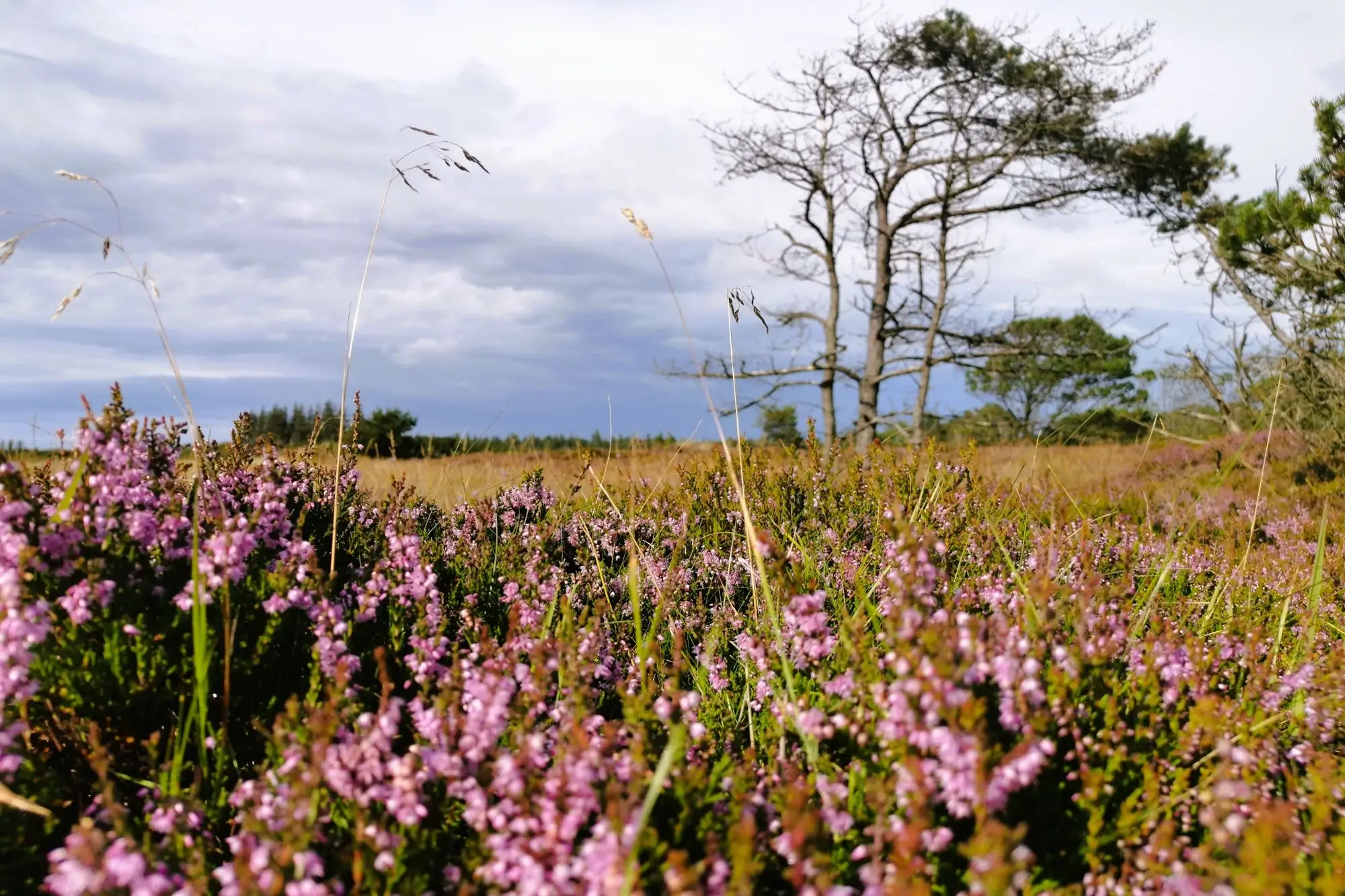 Landschaft mit lila Heidekraut im Vordergrund, trockenem Gras und Bäumen unter einem bewölkten Himmel.