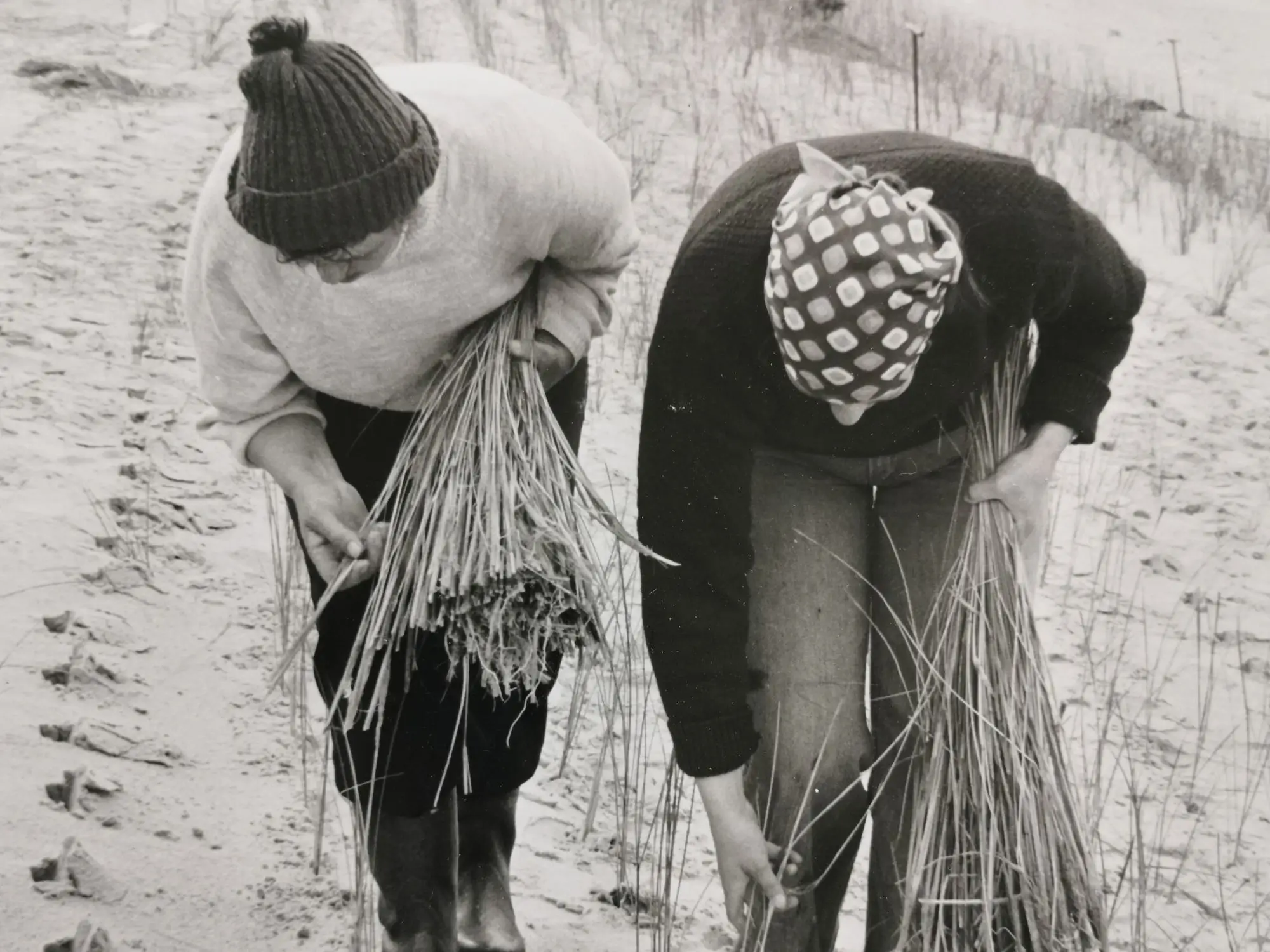 Two women collecting reeds on a beach