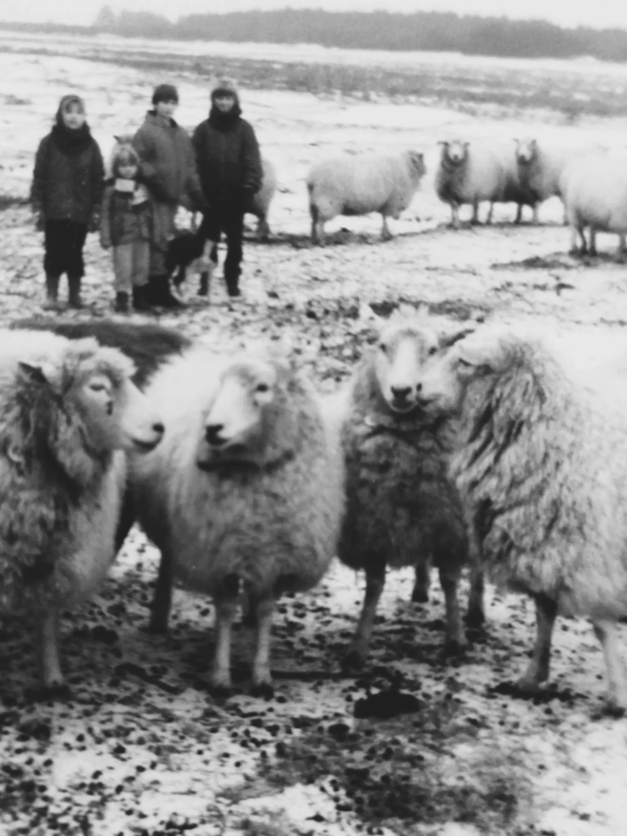 Four sheep