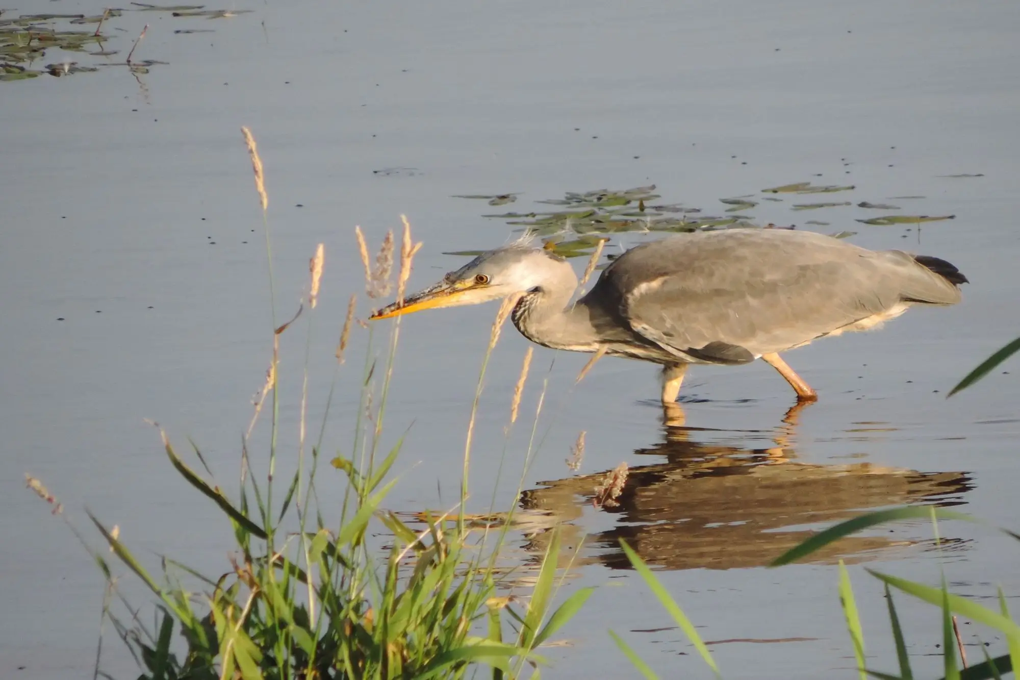 a heron