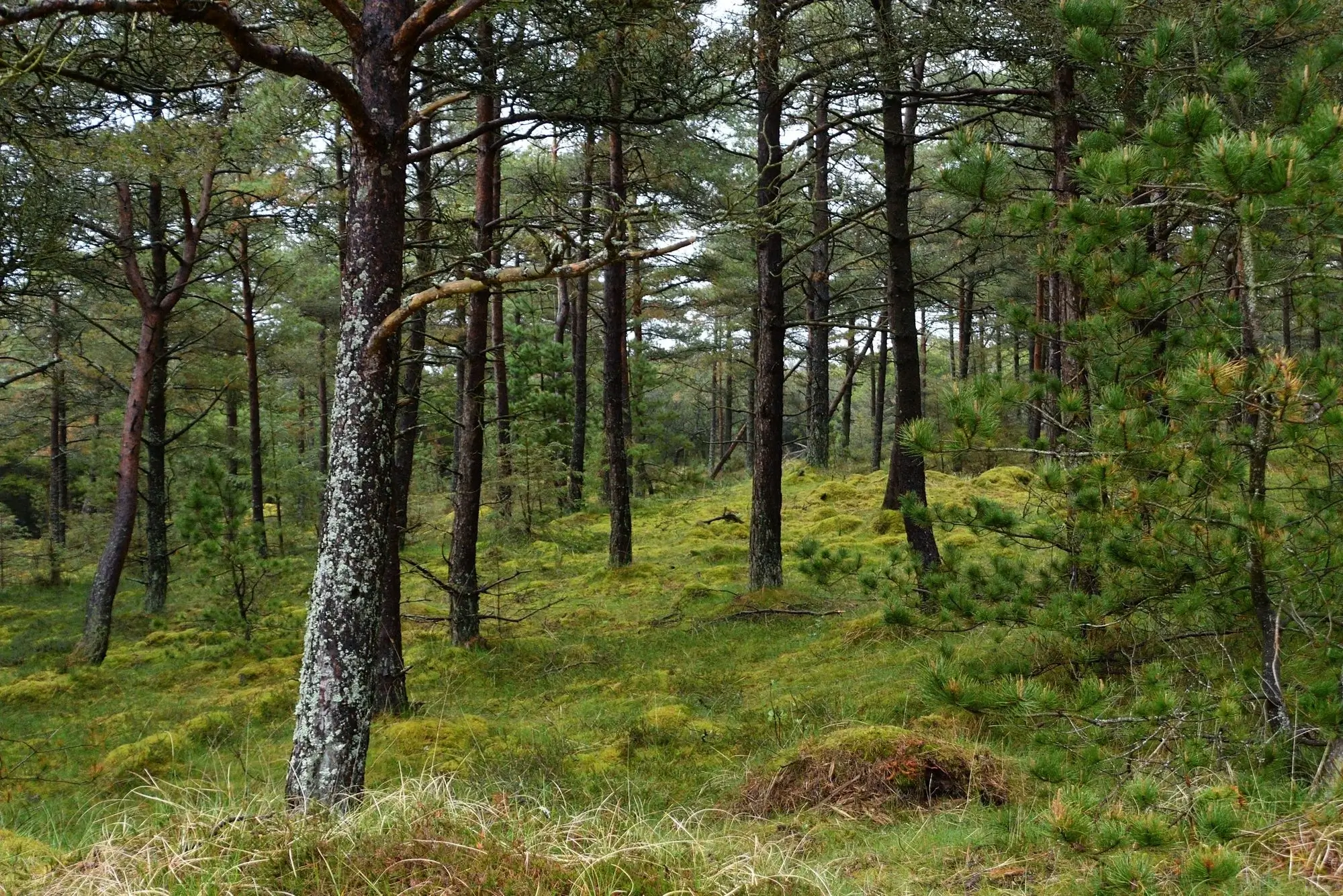 A forest