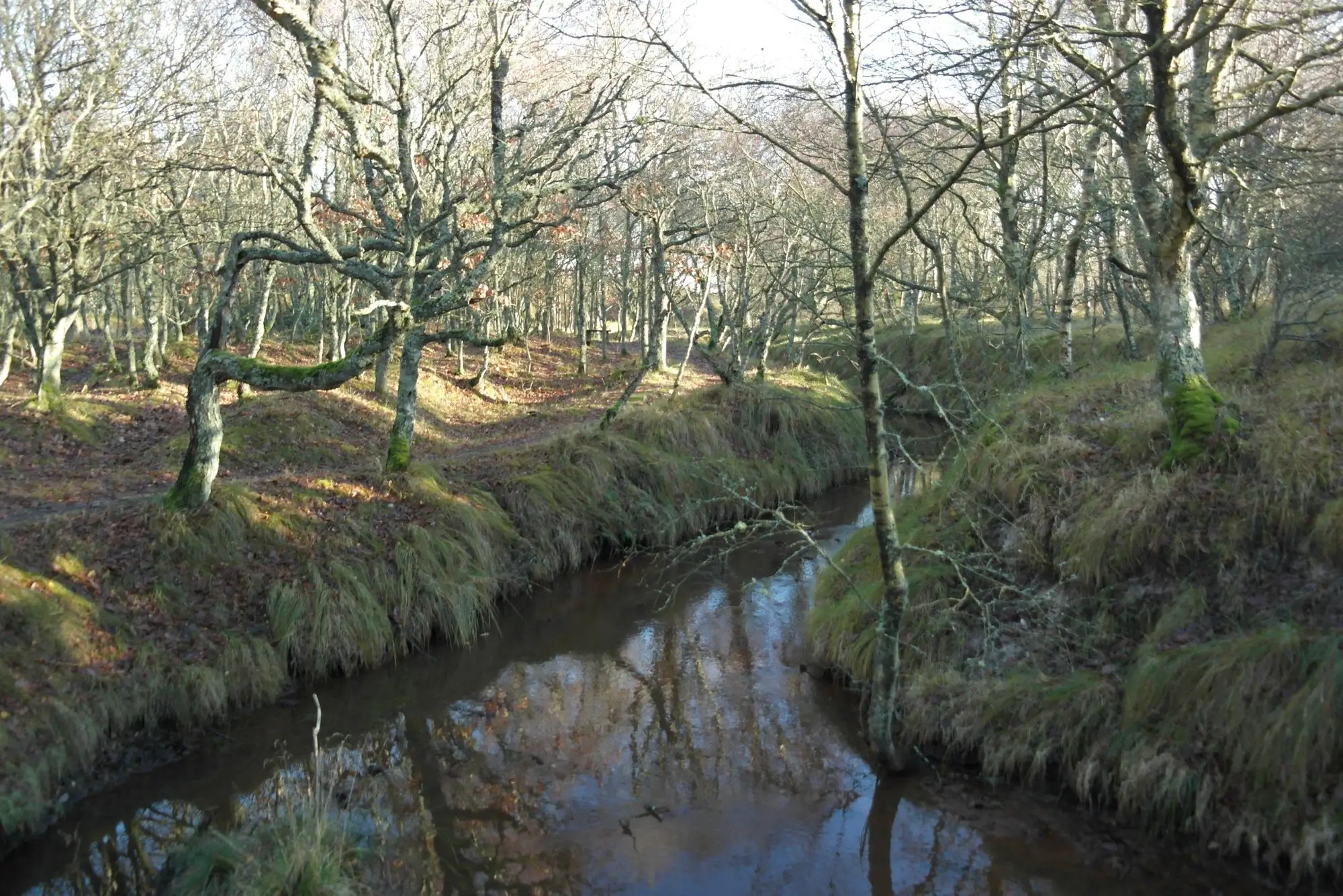 A creek through a forest