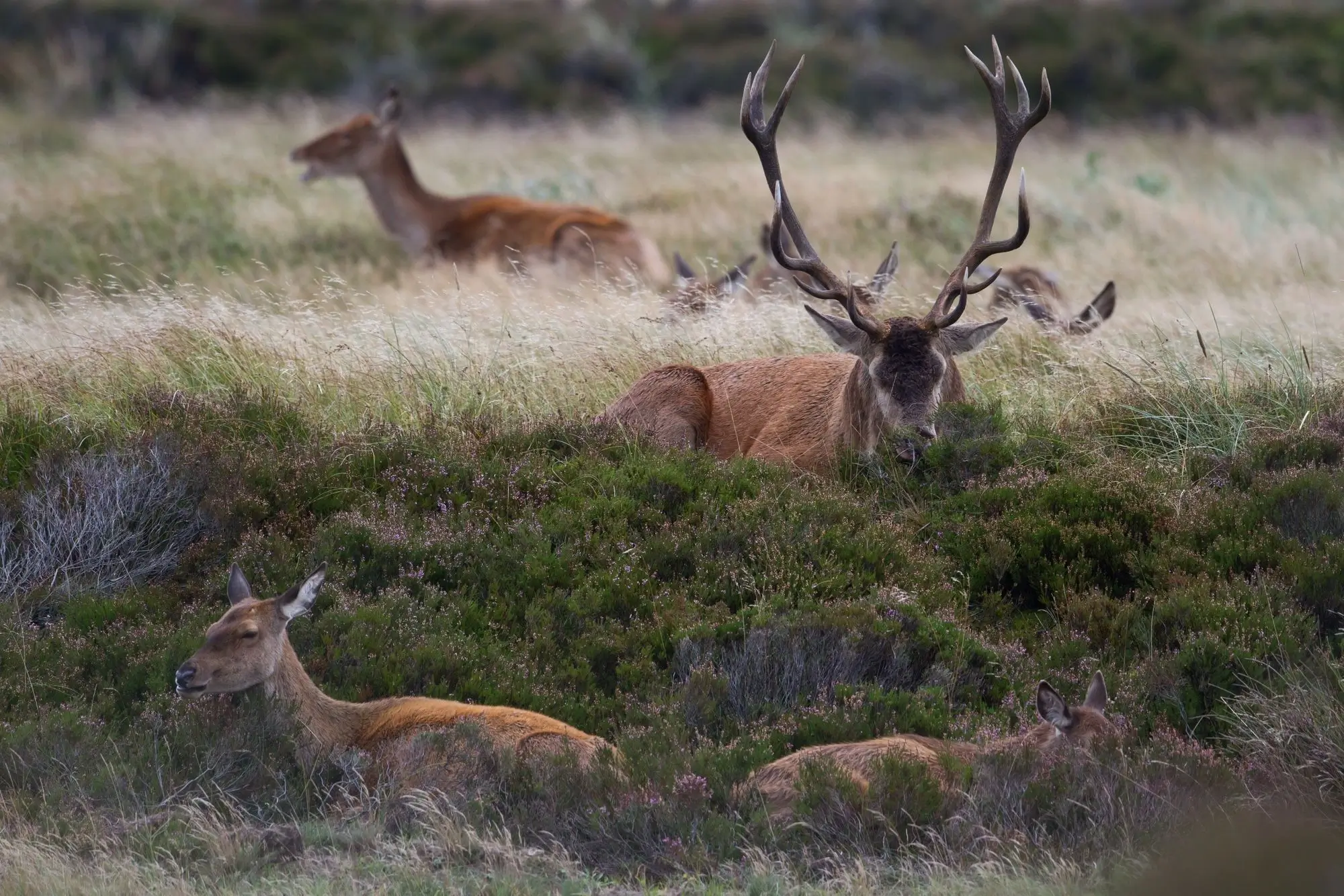 5 deer lying down