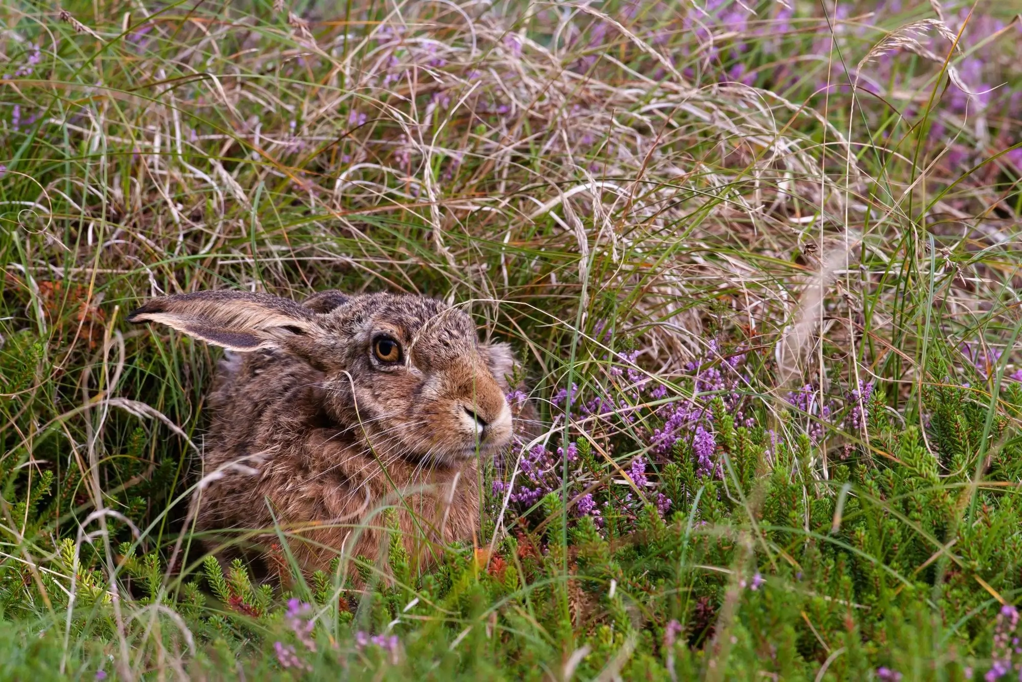 A hare wrapping itself in some grass