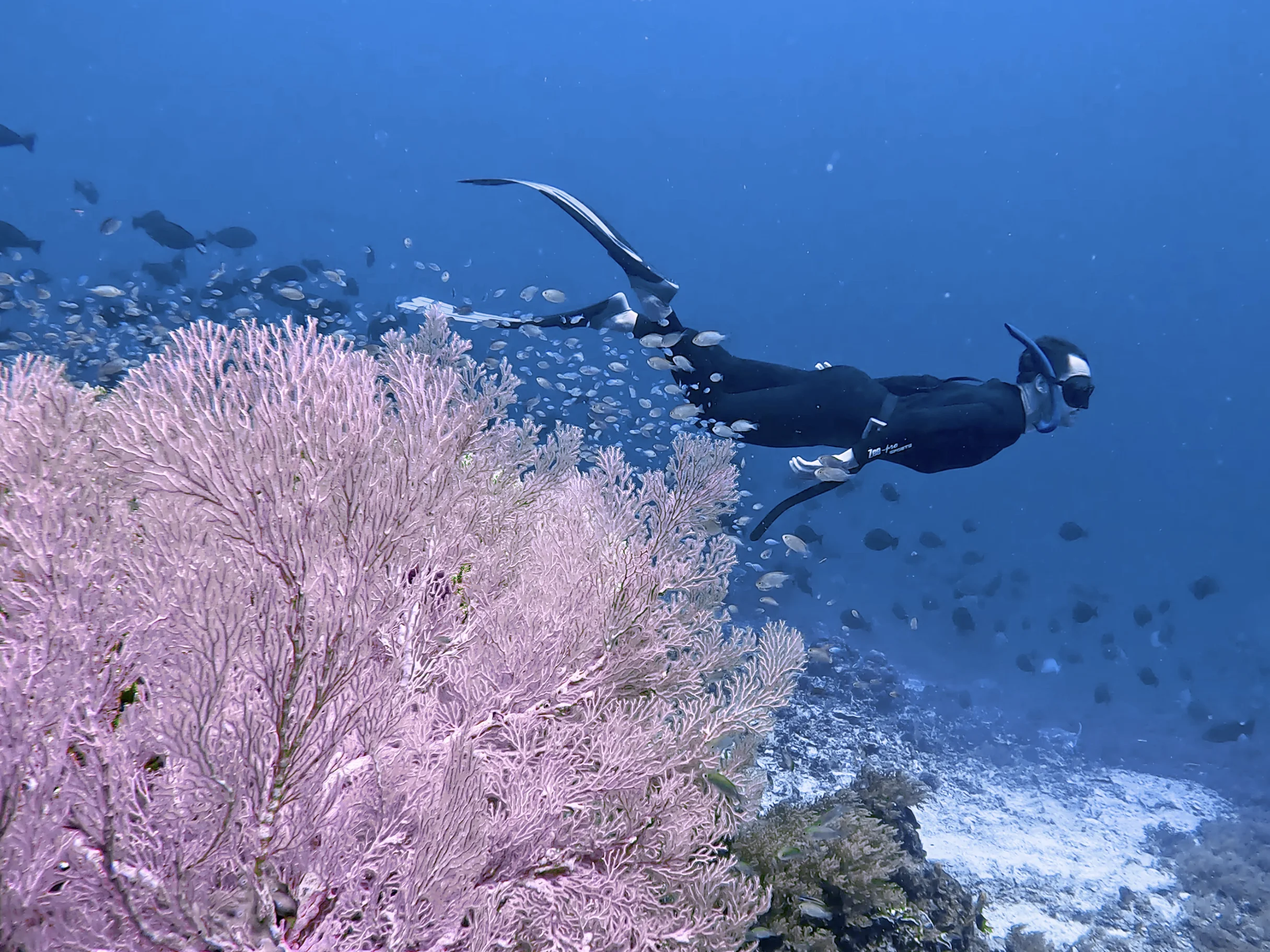 Freediver in Raja Ampat swimming through pink coral