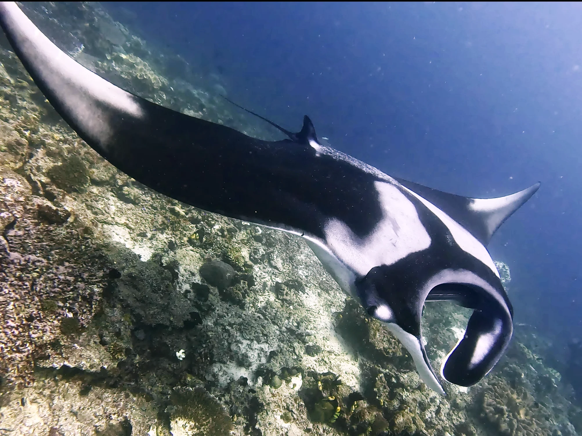 Manta Ray in Raja Ampat