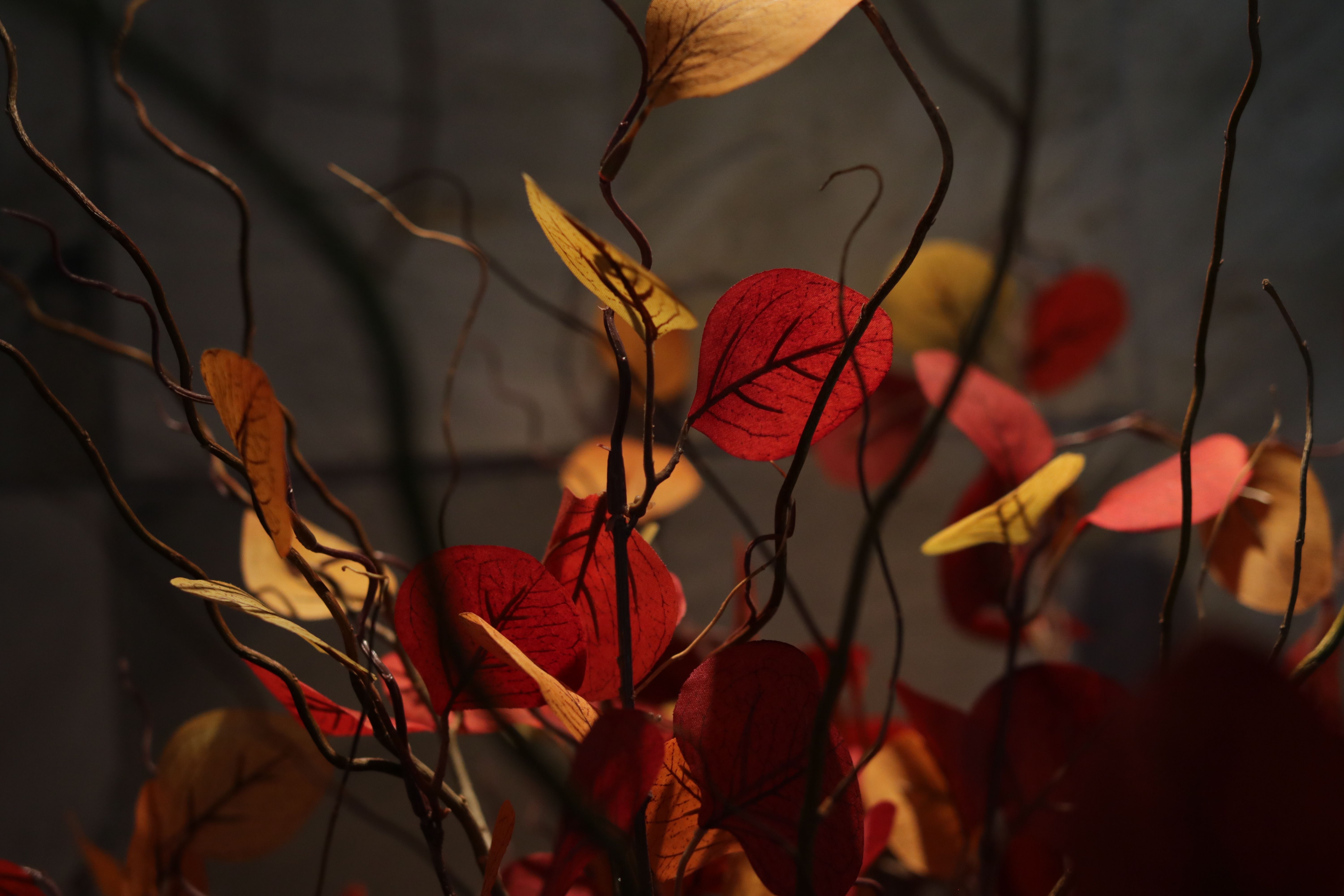 Close-up of twisted brown branches adorned with translucent red and yellow leaves against a dark background.